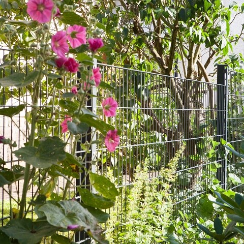 Doppelstabmattenzaun im Garten bepflanzen Beispiel